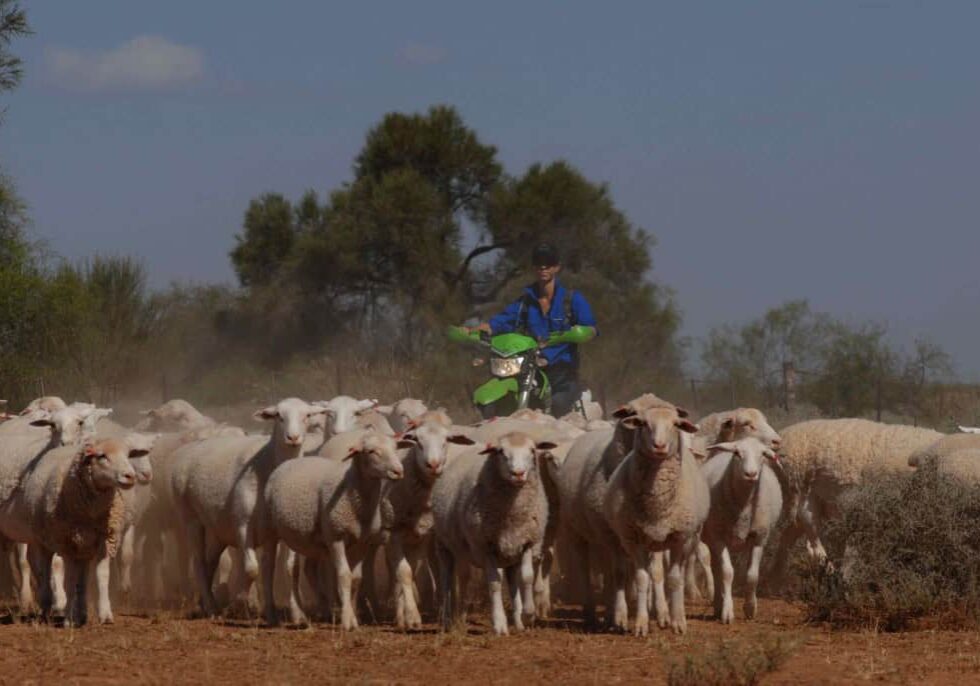 Heidi walking sheep