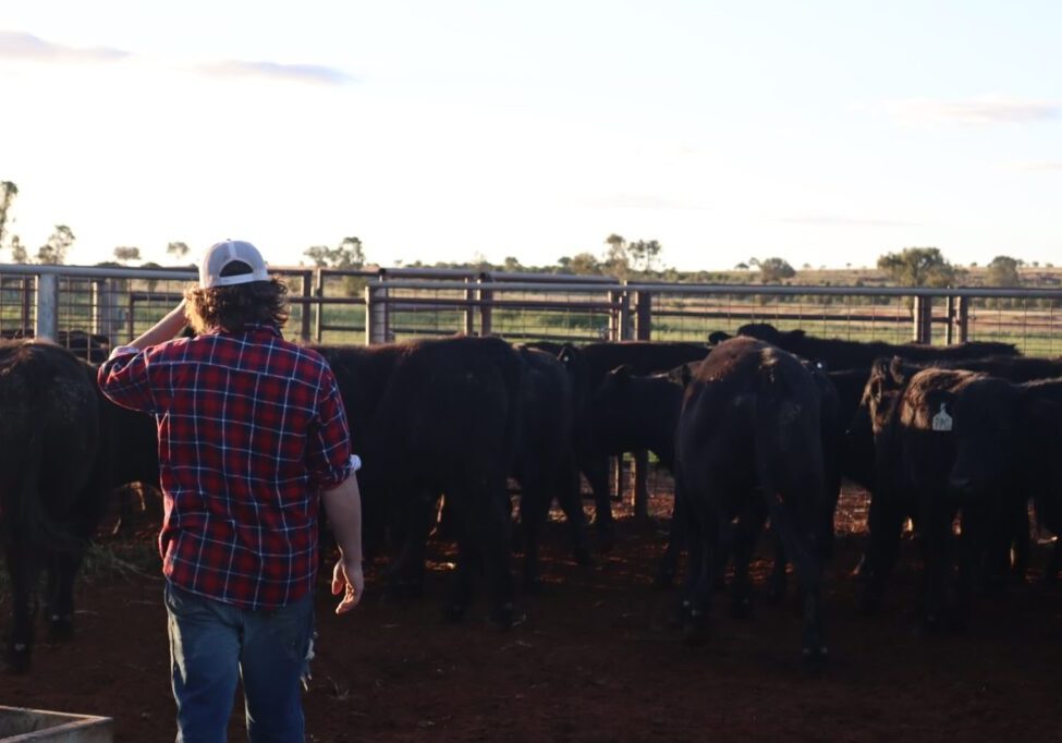 WrightSocial - Cattle Yards