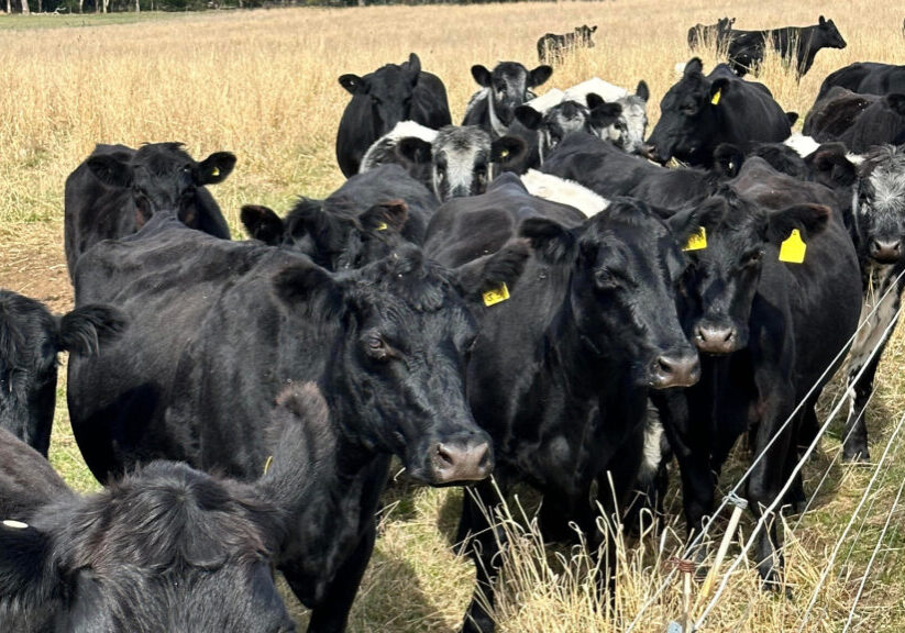 A heard of black and white cows looking toward the camera, standing to the left of a wire fence in a paddock.
